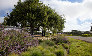 paysage_water_conservation_landscaping